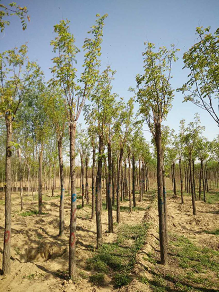 點擊查看詳細信息<br>標題：香花槐 閱讀次數：3563