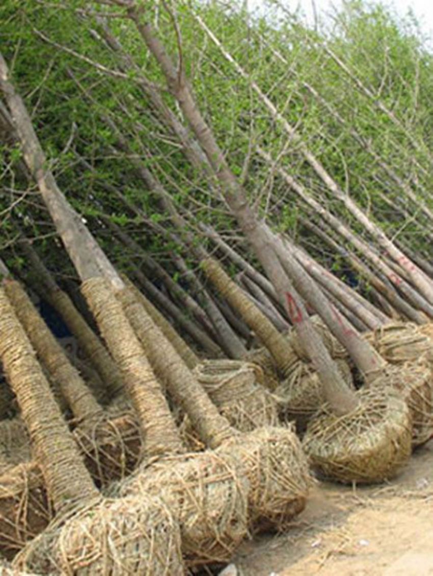 點擊查看詳細信息<br>標題：銀杏 閱讀次數：3457