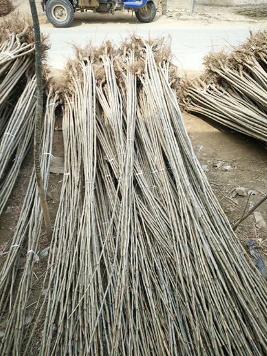 點擊查看詳細信息<br>標題：楊樹苗 閱讀次數：3226