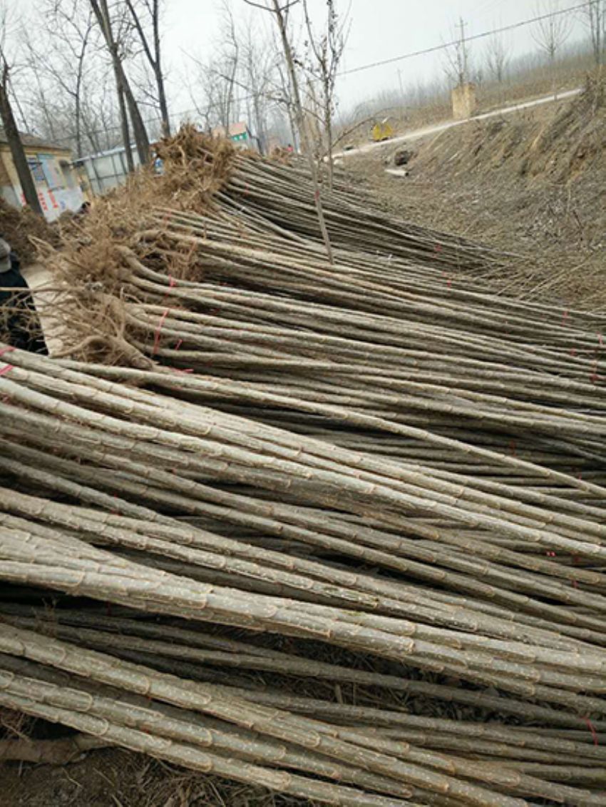 點擊查看詳細信息<br>標題：楊樹苗 閱讀次數：3409