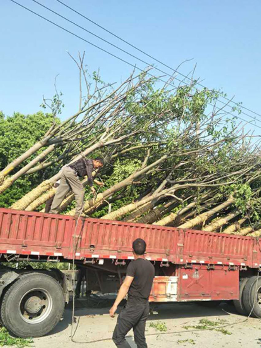 點擊查看詳細信息<br>標題：欒樹 閱讀次數：3114