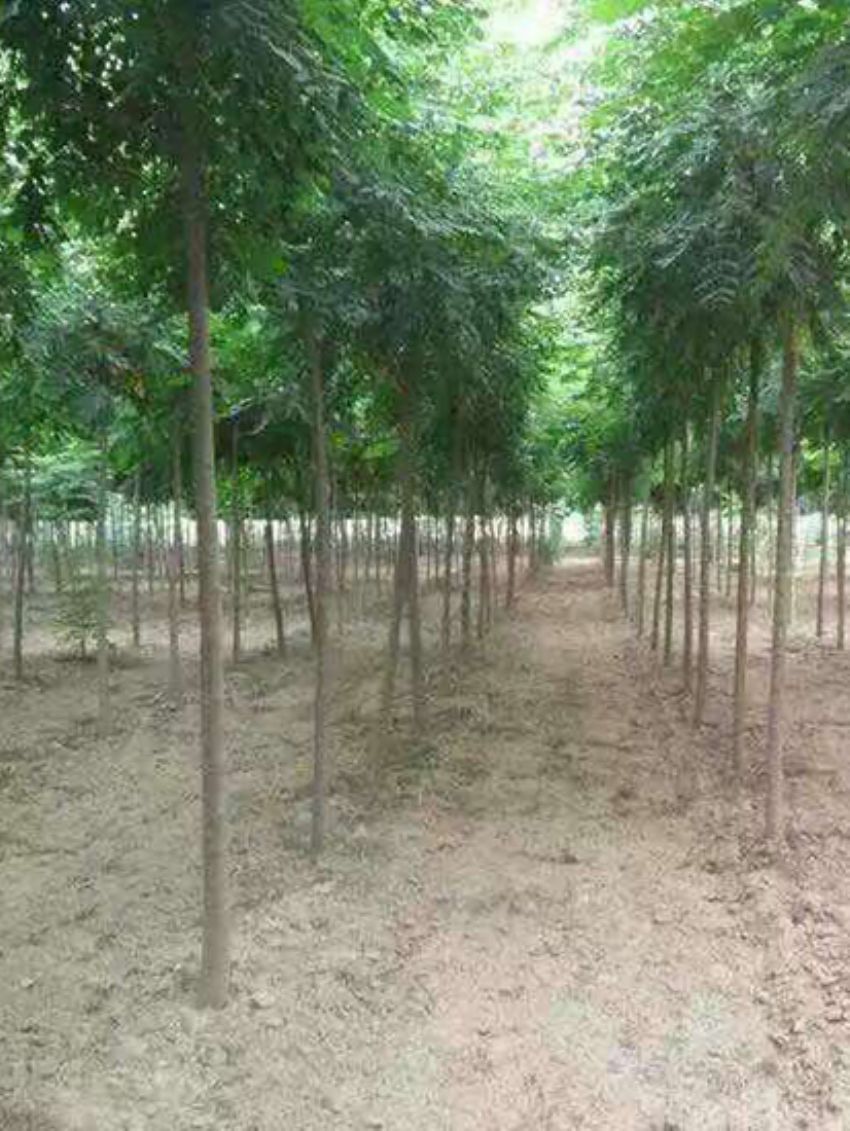 點擊查看詳細信息<br>標題：欒樹 閱讀次數：3192