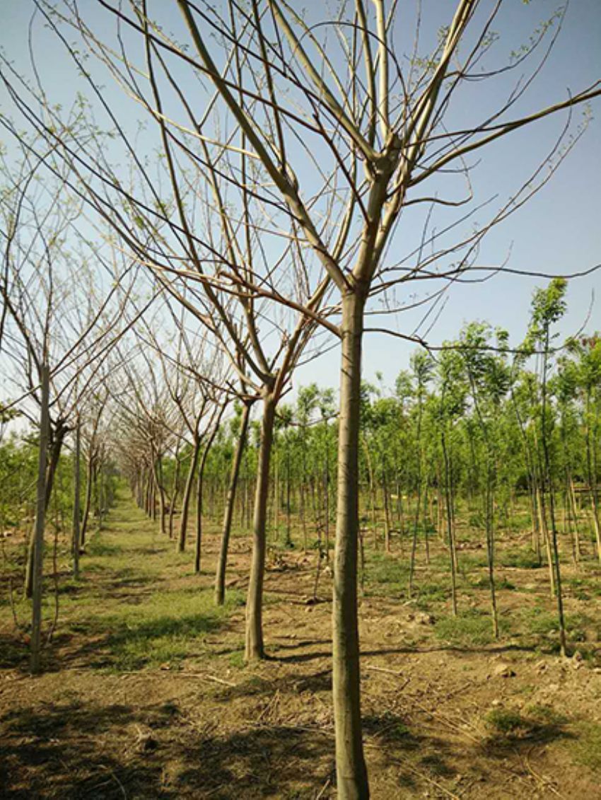 點擊查看詳細信息<br>標題：合歡 閱讀次數：3254