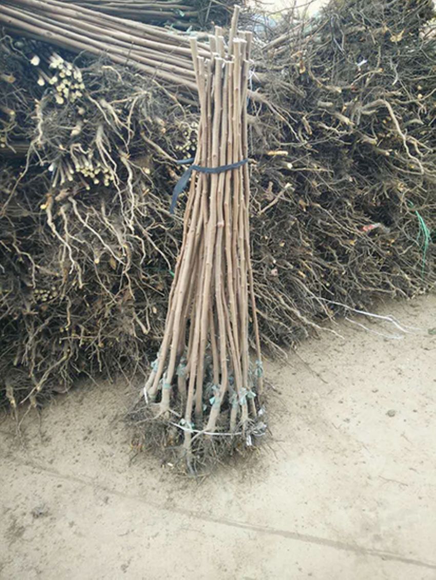 點擊查看詳細信息<br>標題：果樹-柿子樹 閱讀次數：3301