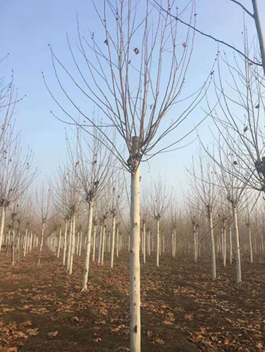 點擊查看詳細信息<br>標題：法桐 閱讀次數：3154