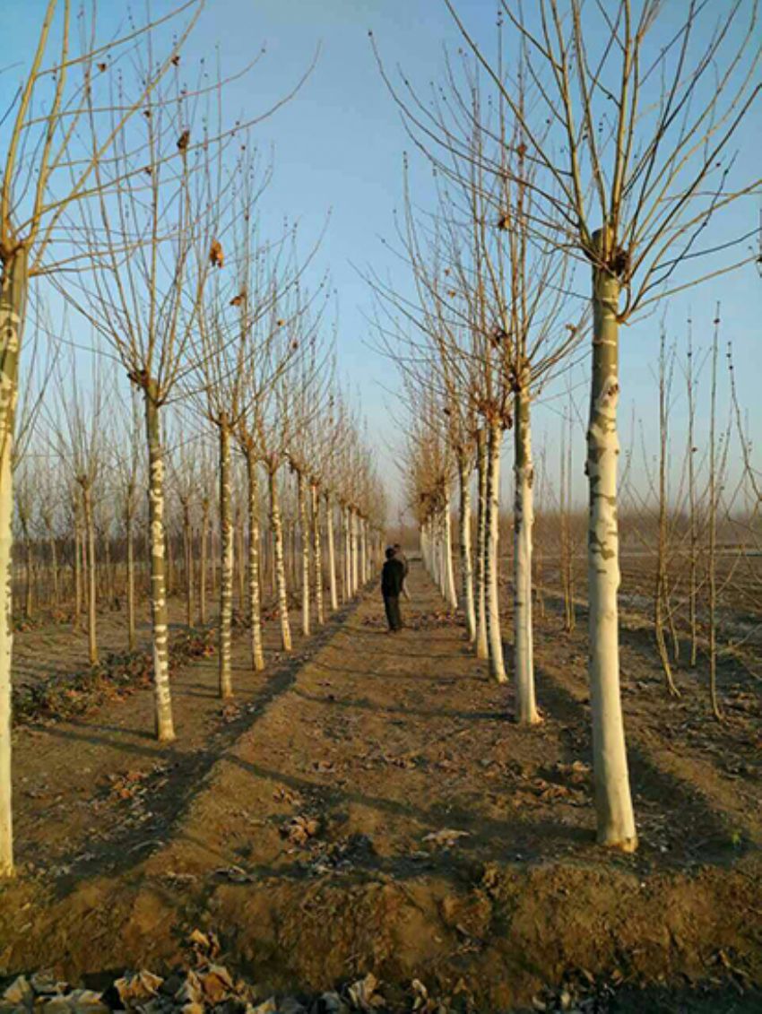 點擊查看詳細信息<br>標題：法桐 閱讀次數：3141