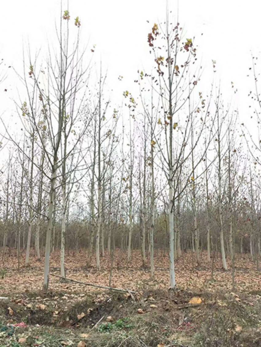 點擊查看詳細信息<br>標題：法桐 閱讀次數：3562