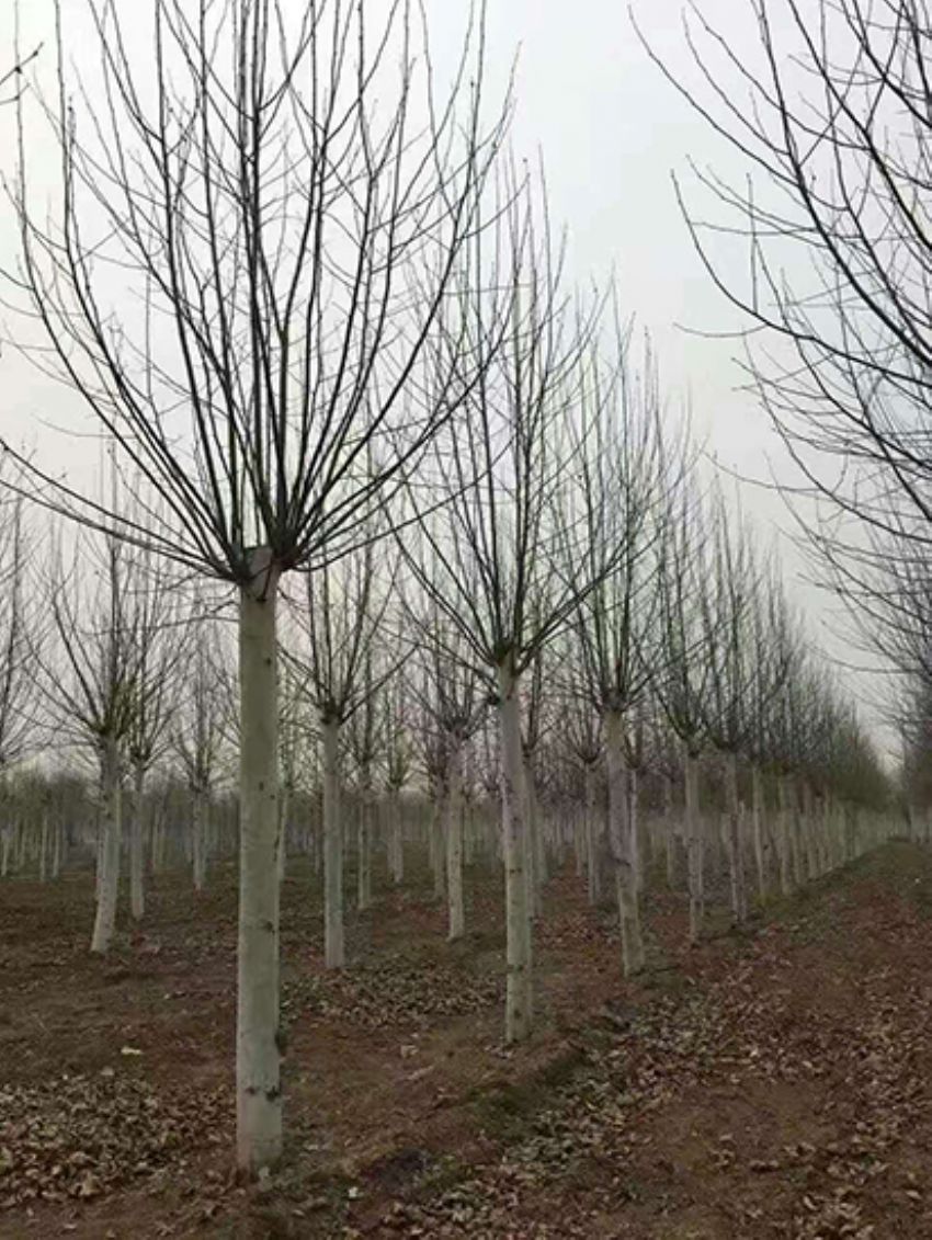 點擊查看詳細信息<br>標題：法桐 閱讀次數：3233