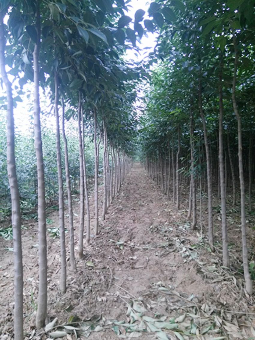 點擊查看詳細信息<br>標題：大葉女貞 閱讀次數：3451