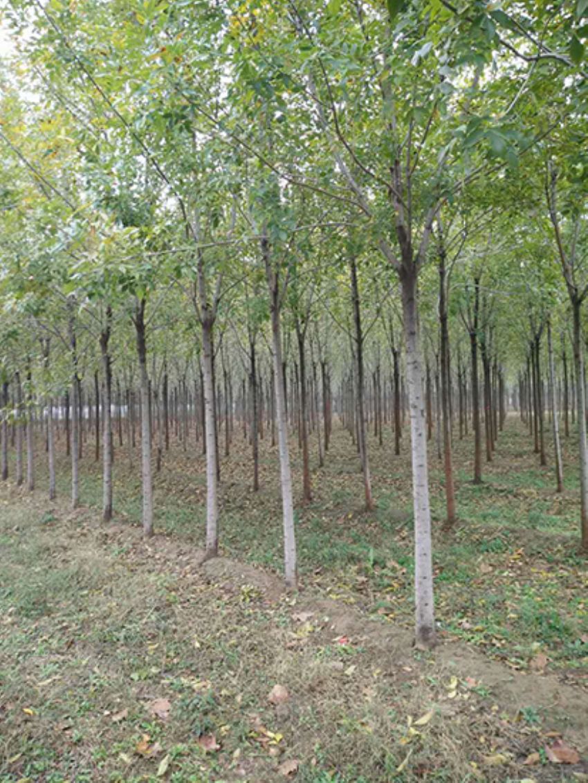 點擊查看詳細信息<br>標題：白蠟 閱讀次數：3175