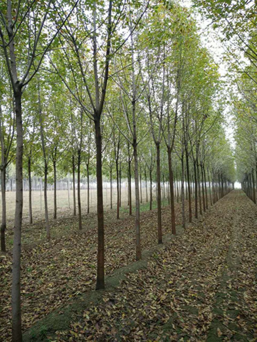 點擊查看詳細信息<br>標題：白蠟 閱讀次數：3644