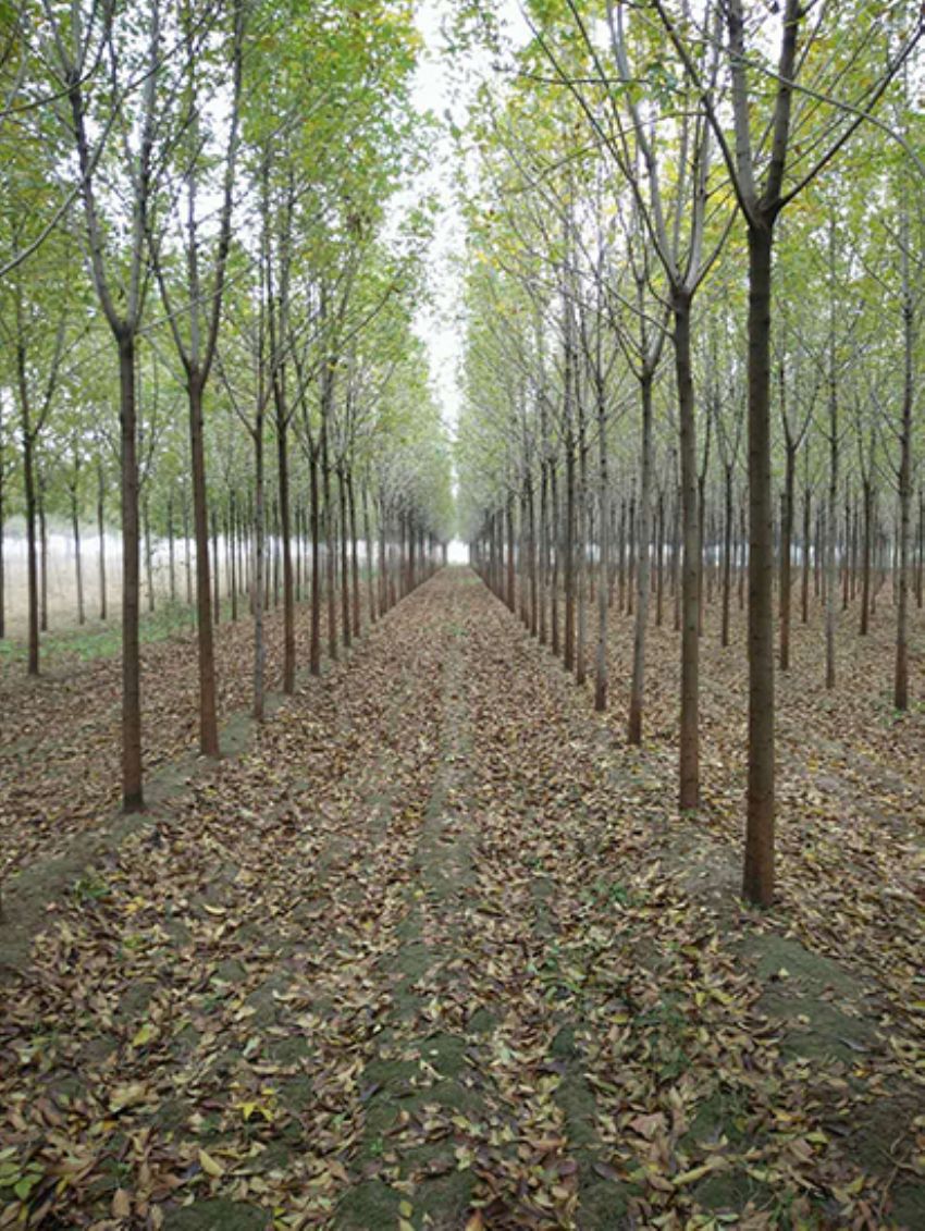 點擊查看詳細信息<br>標題：白蠟 閱讀次數：3168