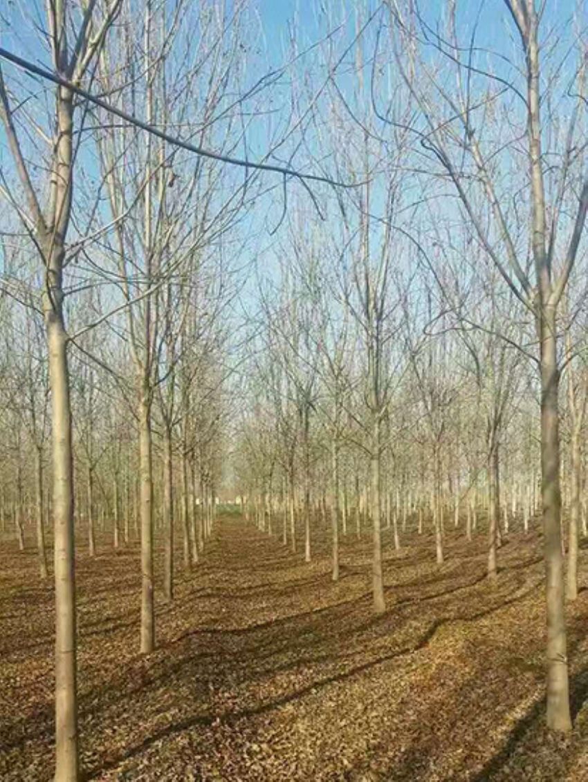 點擊查看詳細信息<br>標題：白蠟 閱讀次數：3080