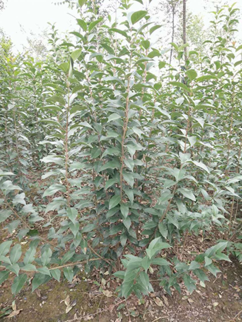 點擊查看詳細信息<br>標題：叢生女貞 閱讀次數：3269