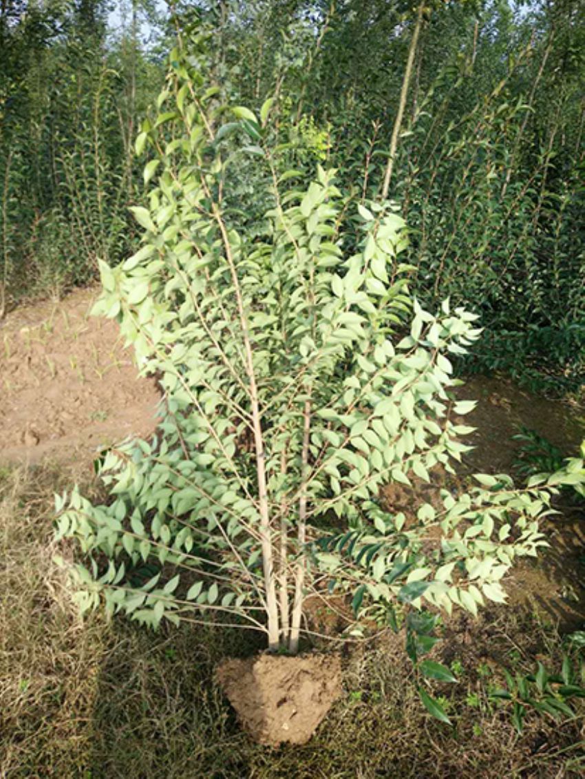 點擊查看詳細信息<br>標題：叢生女貞 閱讀次數：3161