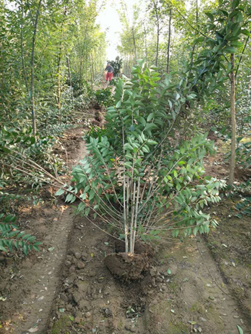 點擊查看詳細信息<br>標題：叢生女貞 閱讀次數：3401