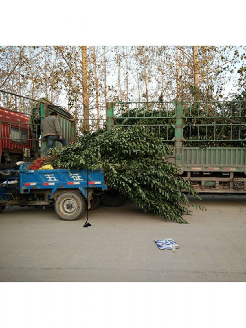 點擊查看詳細信息<br>標題：叢生女貞 閱讀次數：3197