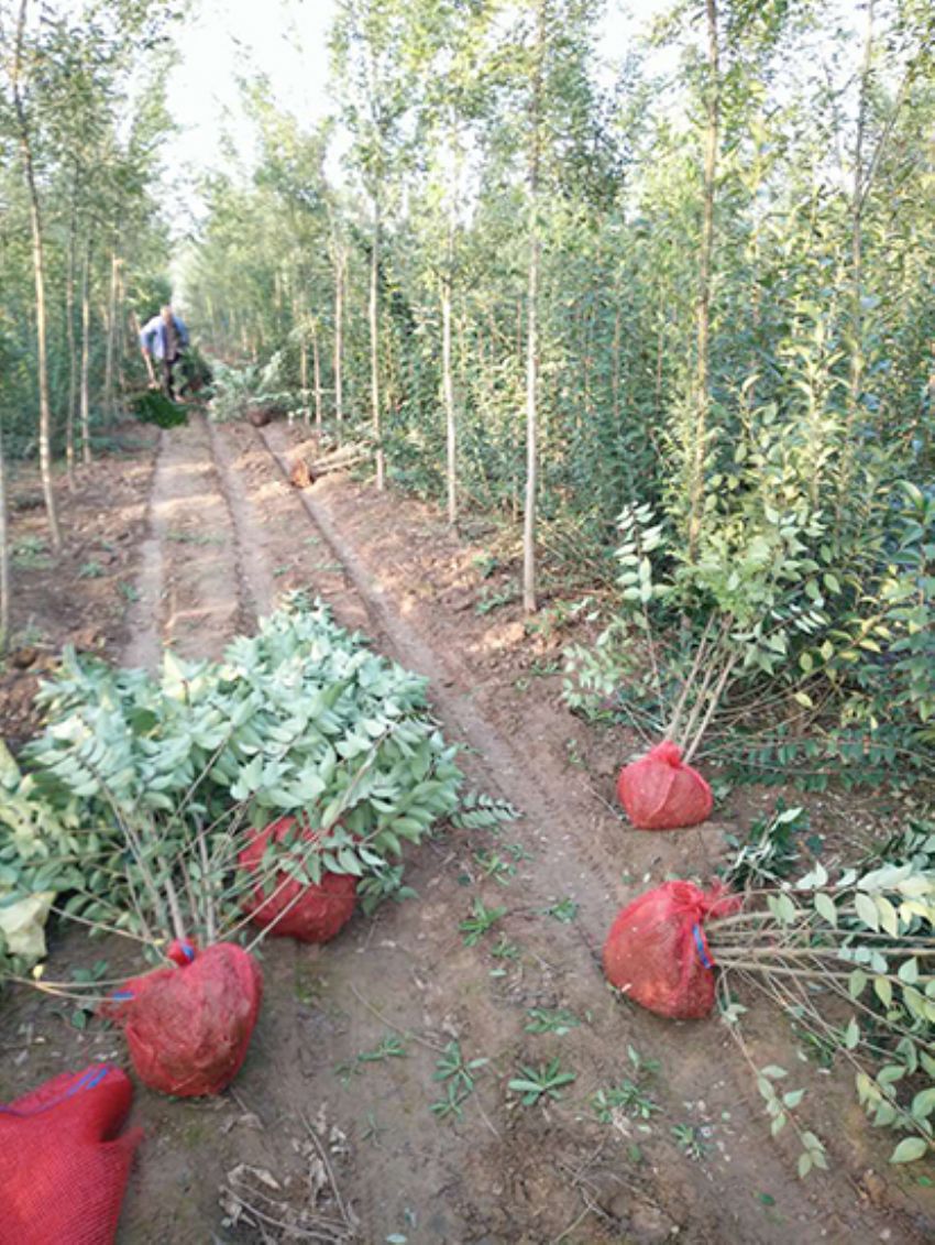 點擊查看詳細信息<br>標題：叢生女貞 閱讀次數：3215